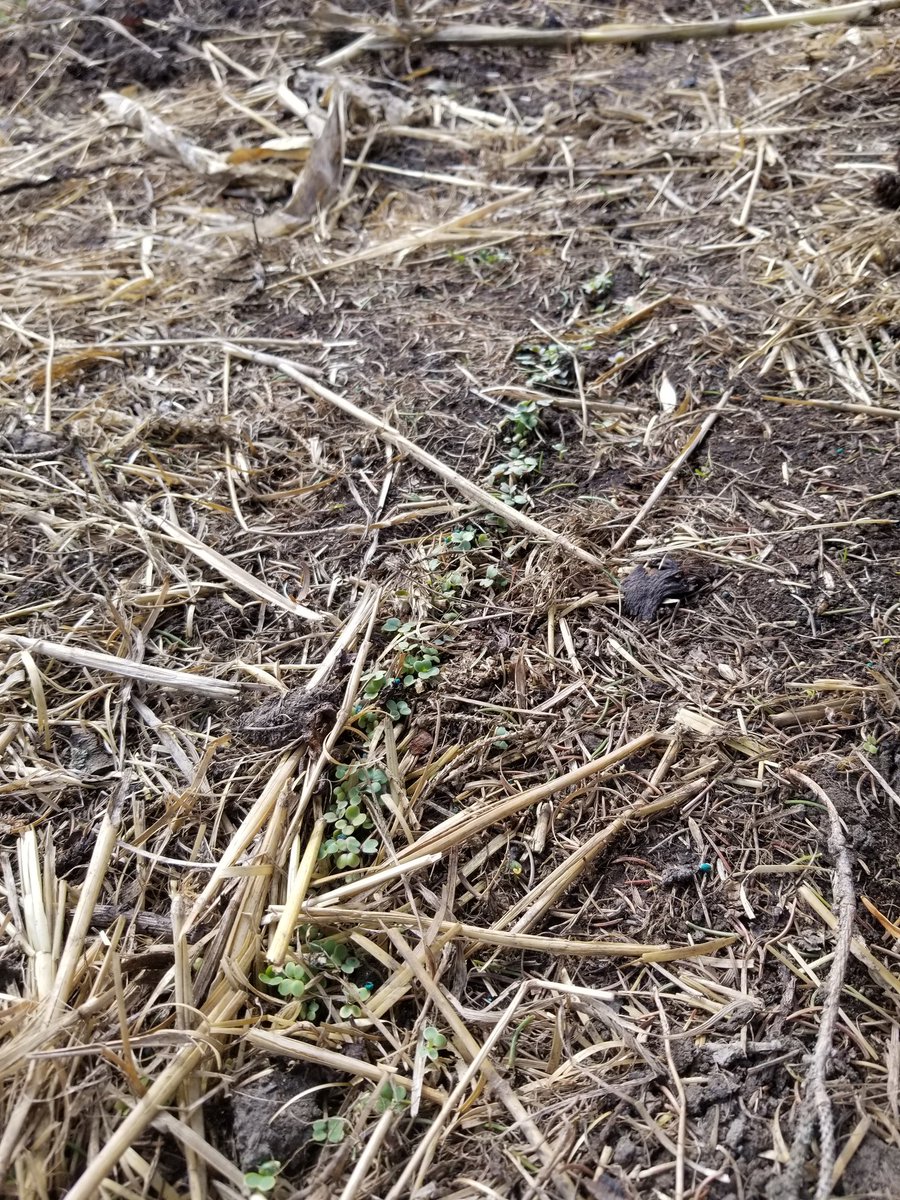 grassncows's tweet photo. Oldest child's ongoing garden experiment. @Unionforage Swath grazing mix frost seeded in February. #itsup https://t.co/Mv8xr4C9vr