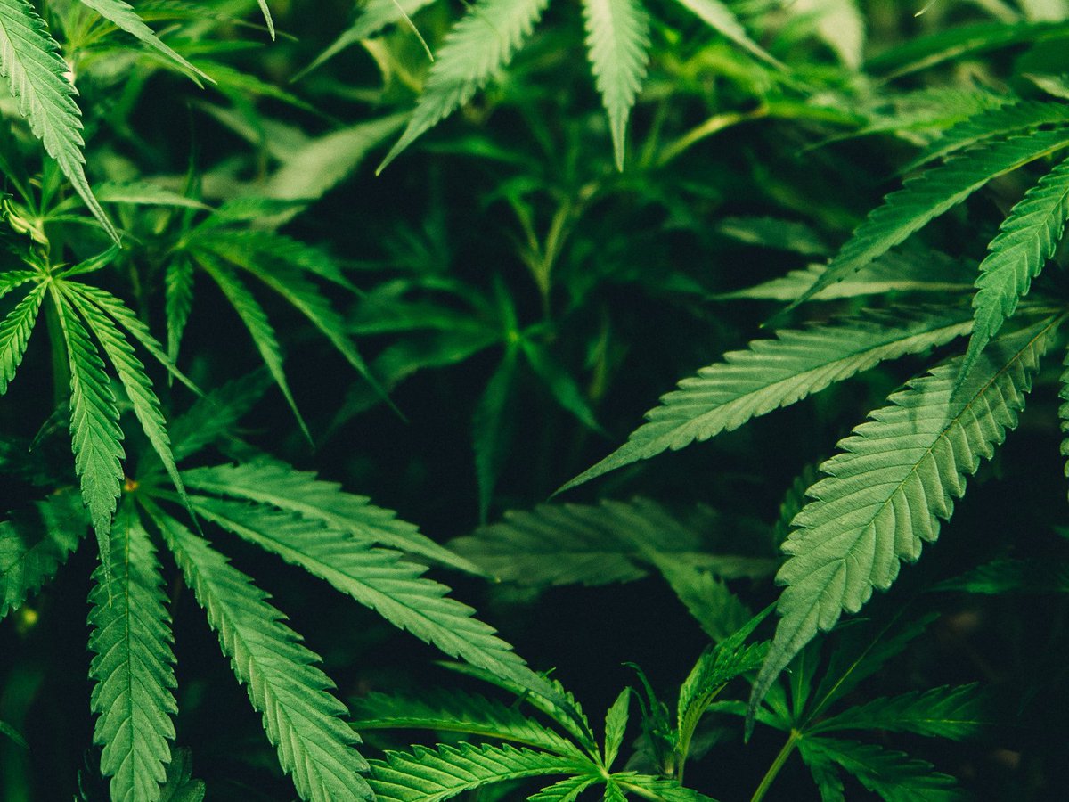 AmericanLab's tweet image. Method Validation of Chemical Analytical Methods of Cannabis and Cannabis-Derived Products #cannabis #cannabis-science #methodvalidation
labcompare.com/10-Featured-Ar…
