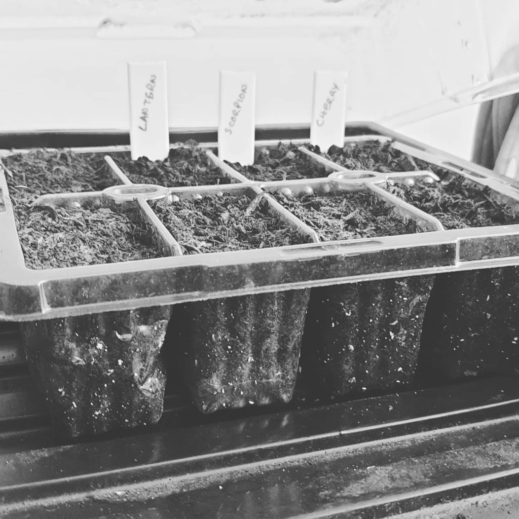 MJFHorticulture's tweet photo. #chilli #trinidad #scorpionpepper #cherrypepper #lanternpepper #fire https://t.co/GkLniFe9oM https://t.co/tJLSeS5nCg