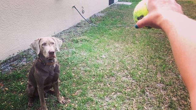 theOGintrovert's tweet image. Bouncy 🦘🎾 .
.
.
.
.
#labradorsofinstagram #luckygirl luckypup #dogsofinstagram #april #thisishowiroll #silverlabrador #monday #lunchbreak #floridadogs #sarasota #florida #northportfl #puppies #instadogs #dogs #quarantine #silverlabsquad #jump #bounce #labrador