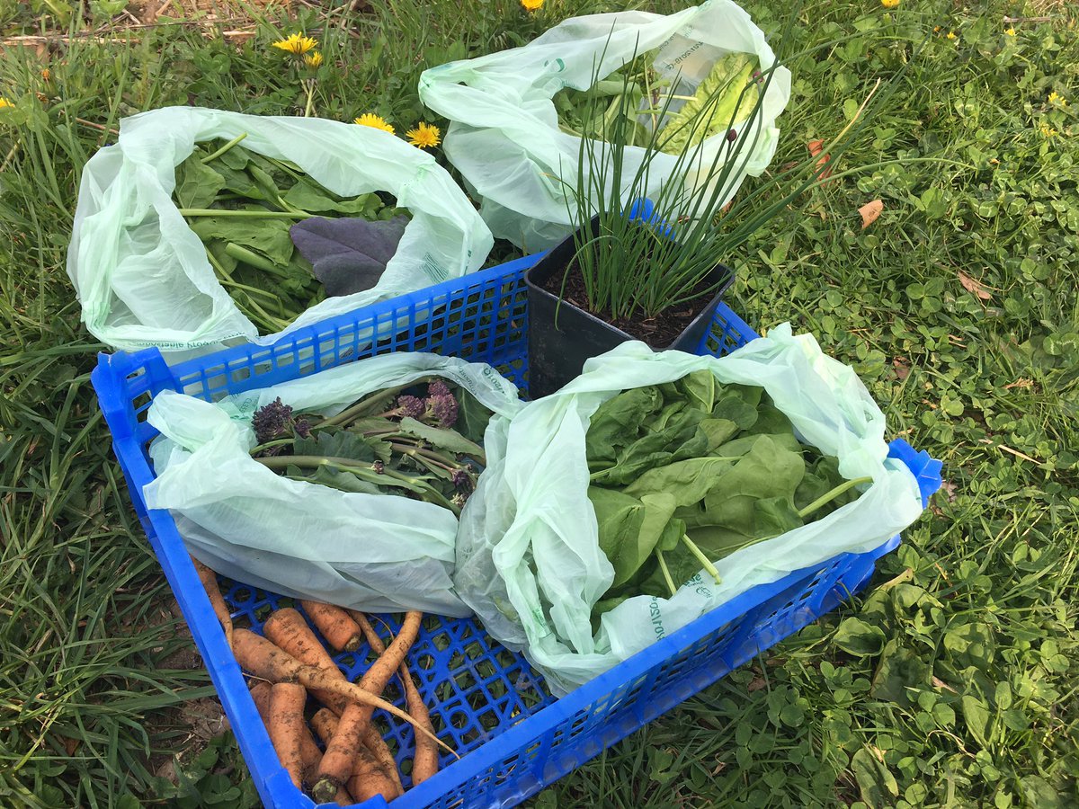 The Oak Tree tweet media