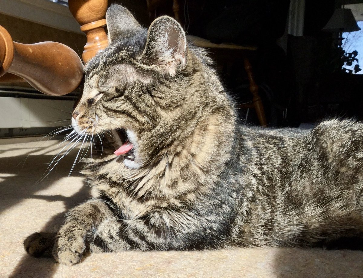 GMMS Student Government tweet media