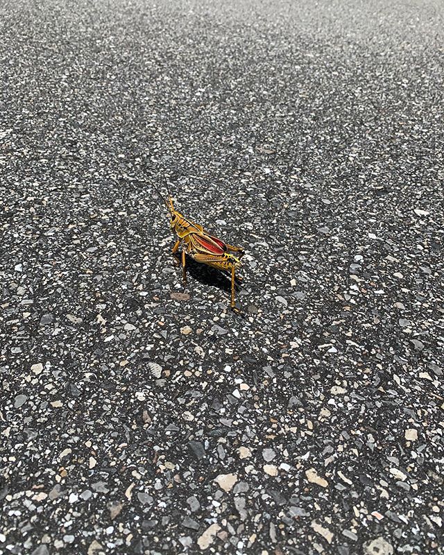 theOGintrovert's tweet image. Road warrior .
.
.
.
.
#explore #damnnature #insects #lubber #grasshopper #luckygirl #april #thisishowiroll #jogging #monday #quarantine #sarasota #florida #northportfl