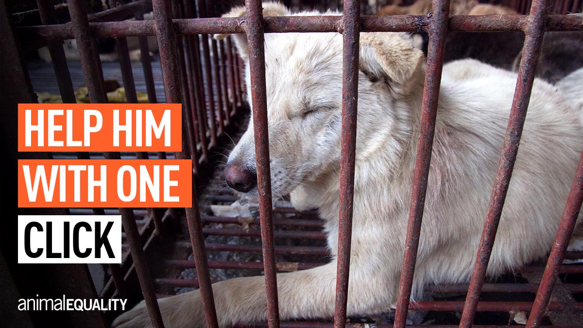 Animal Equality tweet media