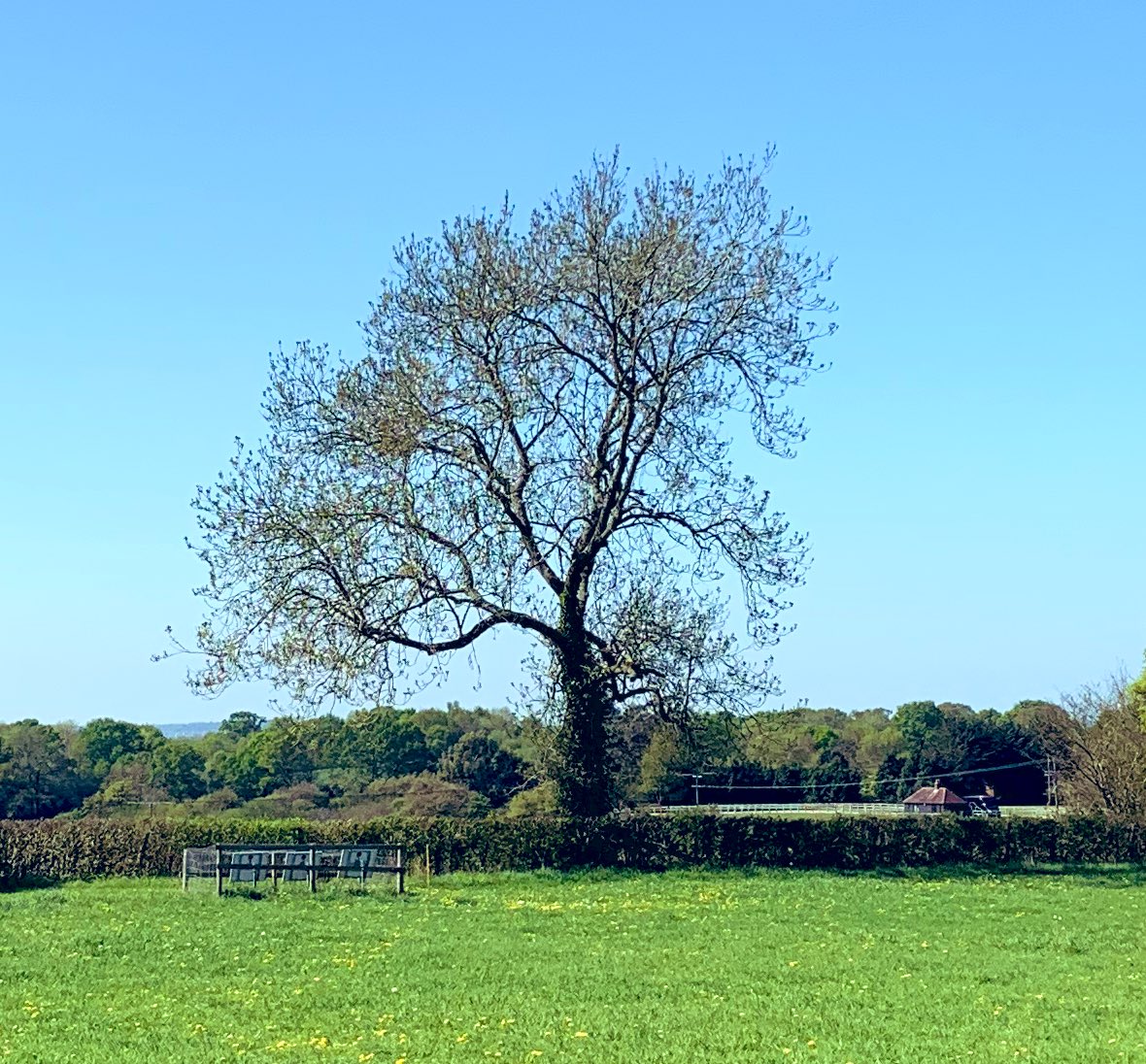 SkylarkArtist's tweet photo. Graceful Tree...
#native #tree #hedgerow #songpost
π³ https://t.co/CGqF0ZKjBq