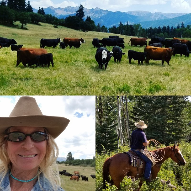 FarmandRancher's tweet photo. At Flying Angus Ranch, We Raise High Altitude, Grass Fed, Colorado Prime Black Angus Steers Which Come Directly From Our Cattle Herd. https://t.co/NsmQay3WG5 https://t.co/aBfPf3AjRR