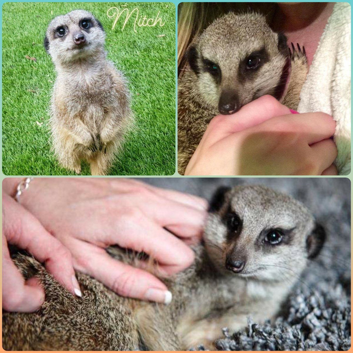 MammyMeerkat's tweet photo. Happy #MeerkatMonday 

#meerkat #mitch #mitchellman #meerkatlove #MondayMotivation https://t.co/aFldX8vrzN