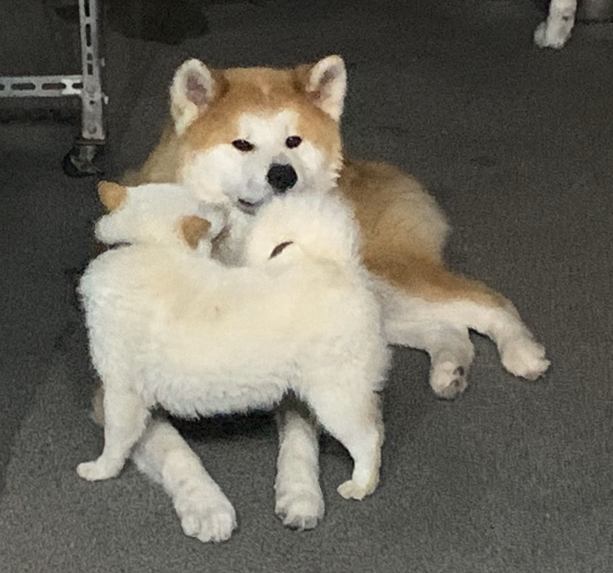 ひーちゃん 白毛豆柴男子に絡まれる赤毛秋田犬男子 秋田犬 秋田犬ブリーダー 秋田犬赤毛 豆柴 豆柴ブリーダー 豆柴白毛 男同士 九州 鹿児島 薩摩日登美犬舎 T Co 1pfmtwucga Twitter