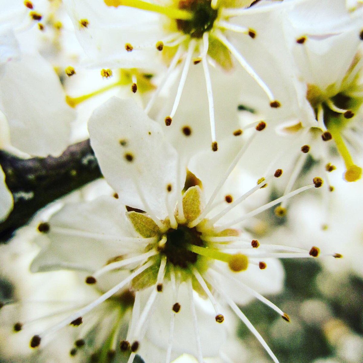 Stevo121979's tweet photo. Blackthorn Flowers Close Up #blackthorn #flowers #flowerphotography #nature #naturephotography #naturephotographer #whiteflowers #photooftheday #photographer #Photography #canon #canonphotography #ixus190 #hdrfilter #hdrphotography https://t.co/jG26MMAe3h