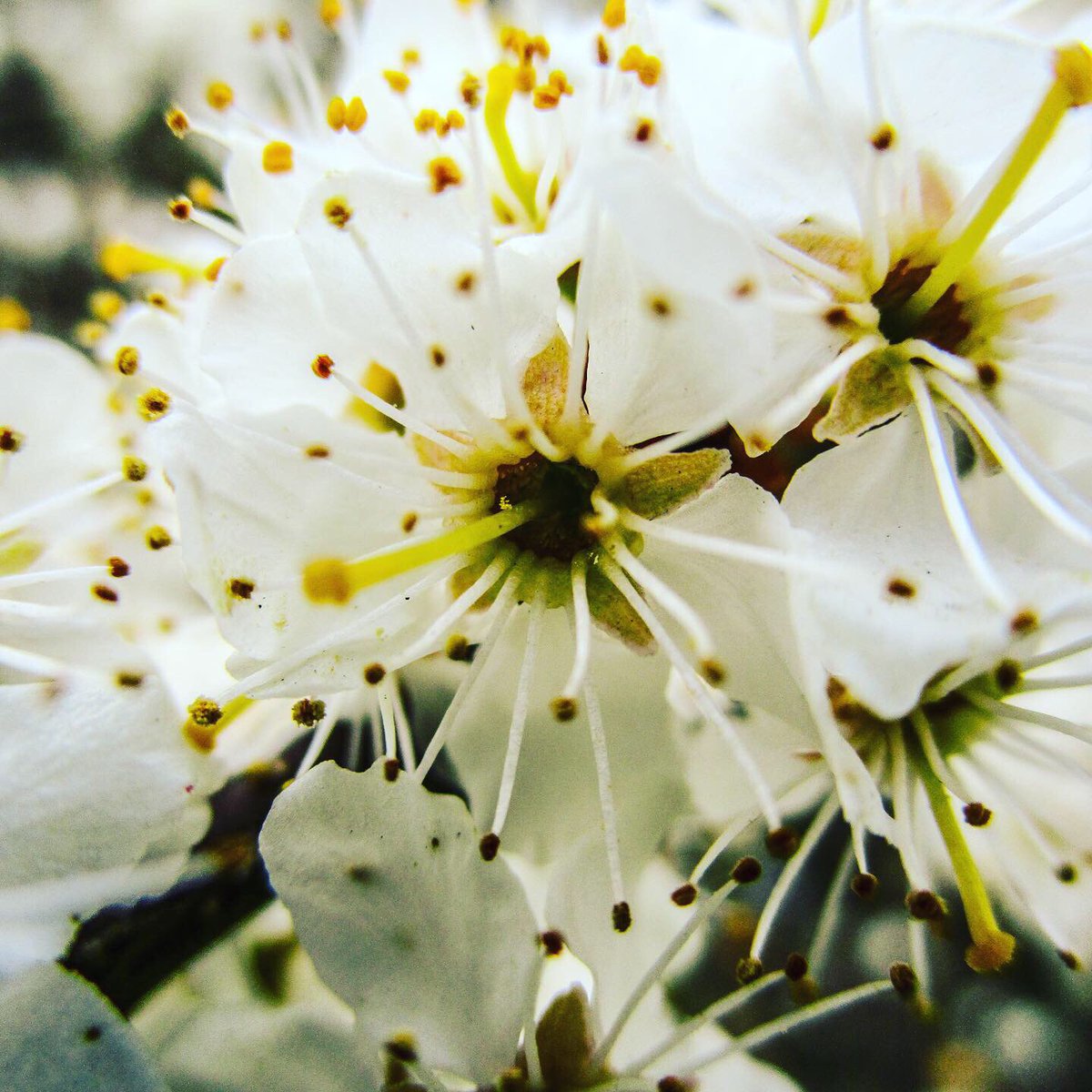 Stevo121979's tweet photo. Blackthorn Flowers Close Up #blackthorn #flowers #flowerphotography #nature #naturephotography #naturephotographer #whiteflowers #photooftheday #photographer #Photography #canon #canonphotography #ixus190 #hdrfilter #hdrphotography https://t.co/jG26MMAe3h