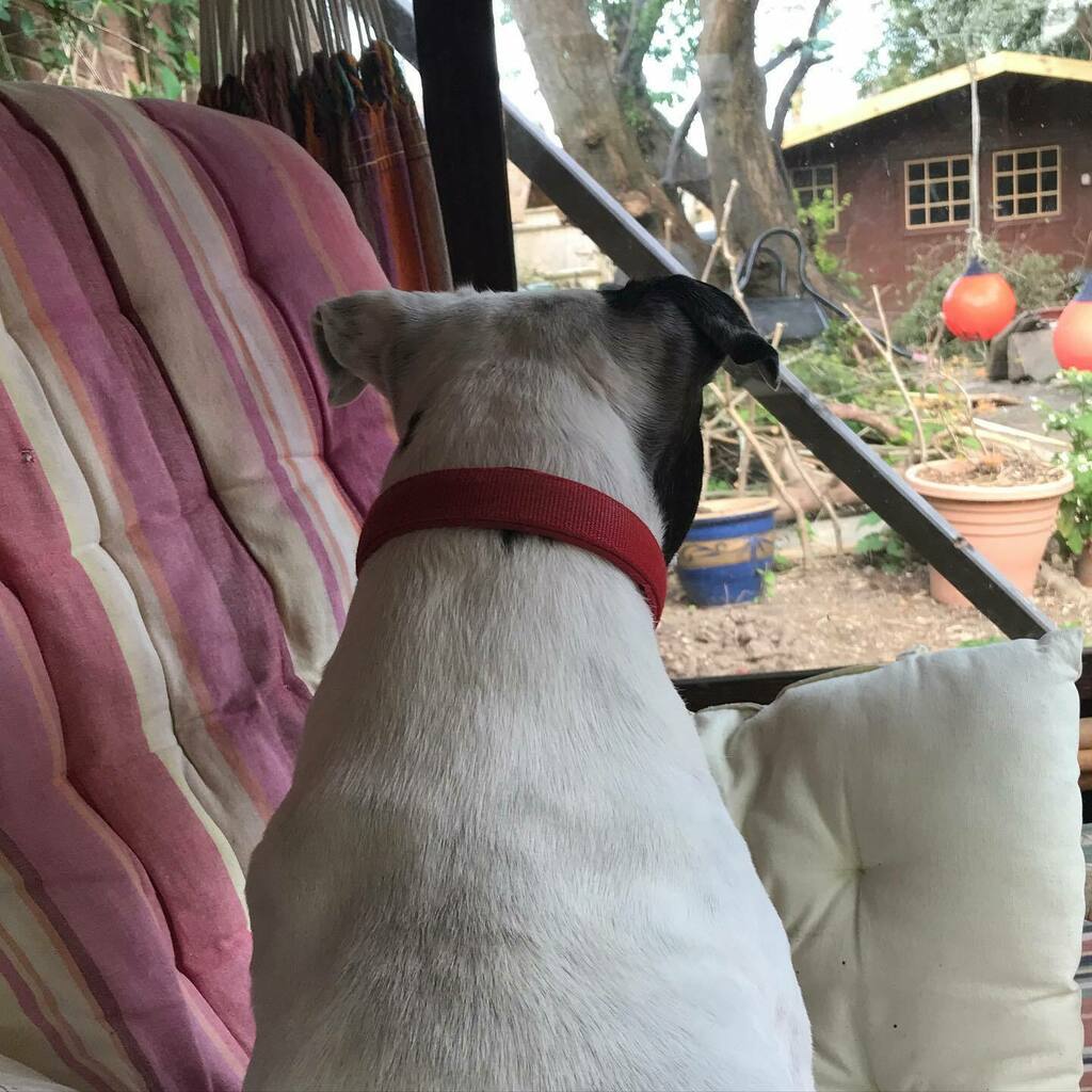 createceremony's tweet photo. As I write ceremonies in my temporary lockdown office in the garden, I feel safe and able to focus, knowing that there’s always someone on guard for marauding squirrels. Phew. 😂🥰
.
#lockdownlookout #squirrelwatch #workingfromhome #sussexcelebrant #cr… https://t.co/CfGL6CbpA9 https://t.co/T63SnWn15o