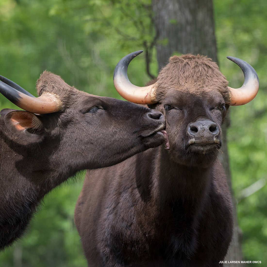 julie_l_larsen's tweet photo. GAUR @BronxZoo @TheWCS #BronxZoo #Kisses #CowsOfInstagram #WildCattle #Mammal #WCSPhotoCollection #EarthStrong #IMissMyZoo https://t.co/z8nkIoo48R