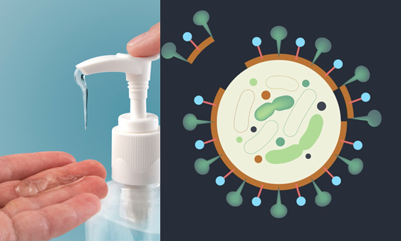 Similarly, a number of alcohols, like ethanol and isopropanol, destroy the fat membrane of the virus. This is how most hand sanitizers help us protect ourselves against  #COVIDー19 and many other pathogens.  https://theconversation.com/coronavirus-not-all-hand-sanitisers-work-against-it-heres-what-you-should-use-133277