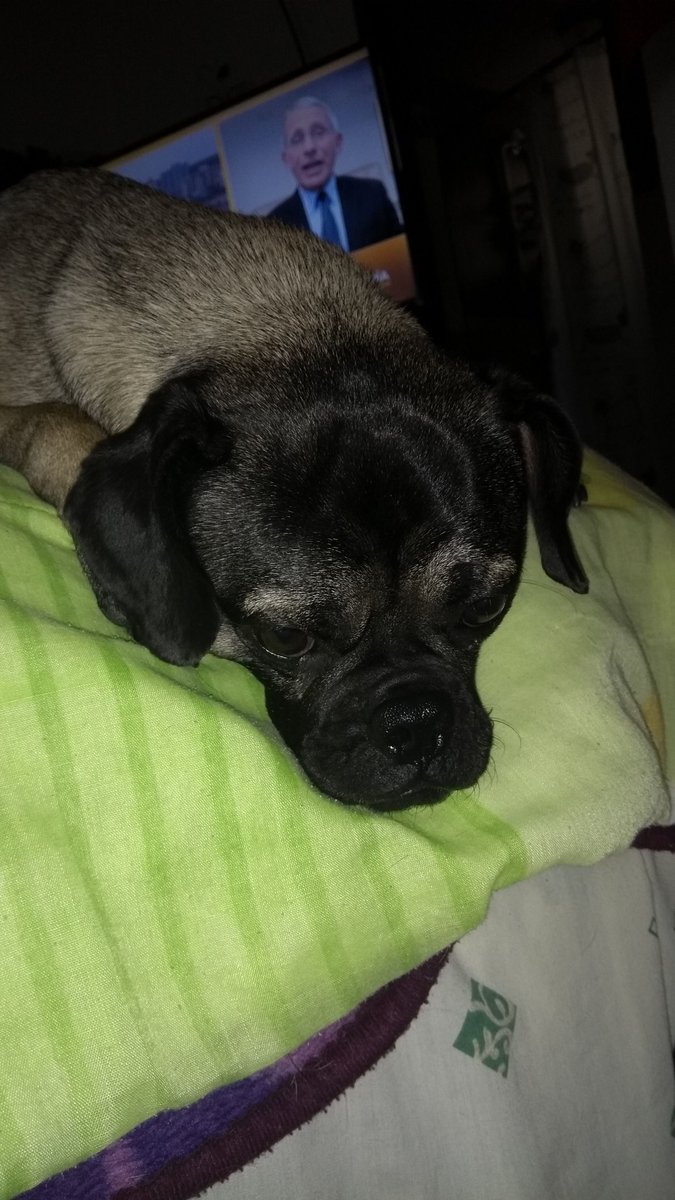 ALLEXRUIZ90's tweet image. FRANK🐶 IS MY NAME!! #pug #love #puglove #lomito #dog #doglover #can #coronavirus #QuedateEnCasa #เซ้นต์ซุปสานสุขสู่ชุมชน #27Abril