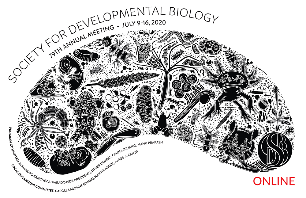 #2020SDB is Going Virtual! July 9-12 for talks; July 13-16 for posters! Lower registration &amp; abstract submission fees! Forms are temporarily closed for updates. Those who have already paid will be refunded the difference. New Abstract Deadline: May 6, 2020 sdbonline.org/2020mtg