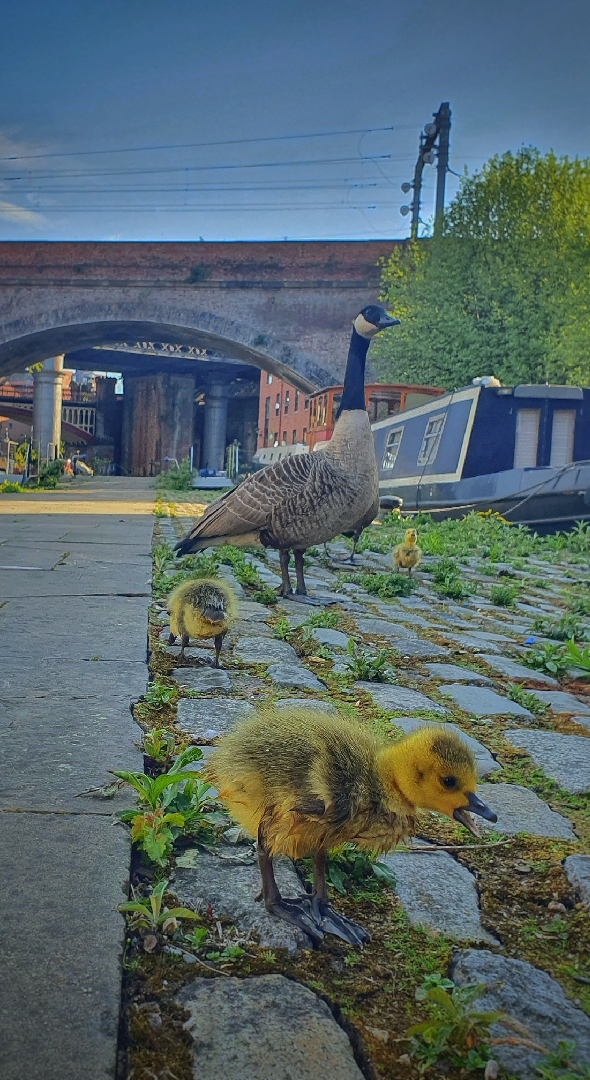 Evenin all.... spotted these cheeky rascals whilst out around #castlefield . Hope you've all had a good weekend. #stayhome and help the #nhs folks. #manchester #gmp #police PcH