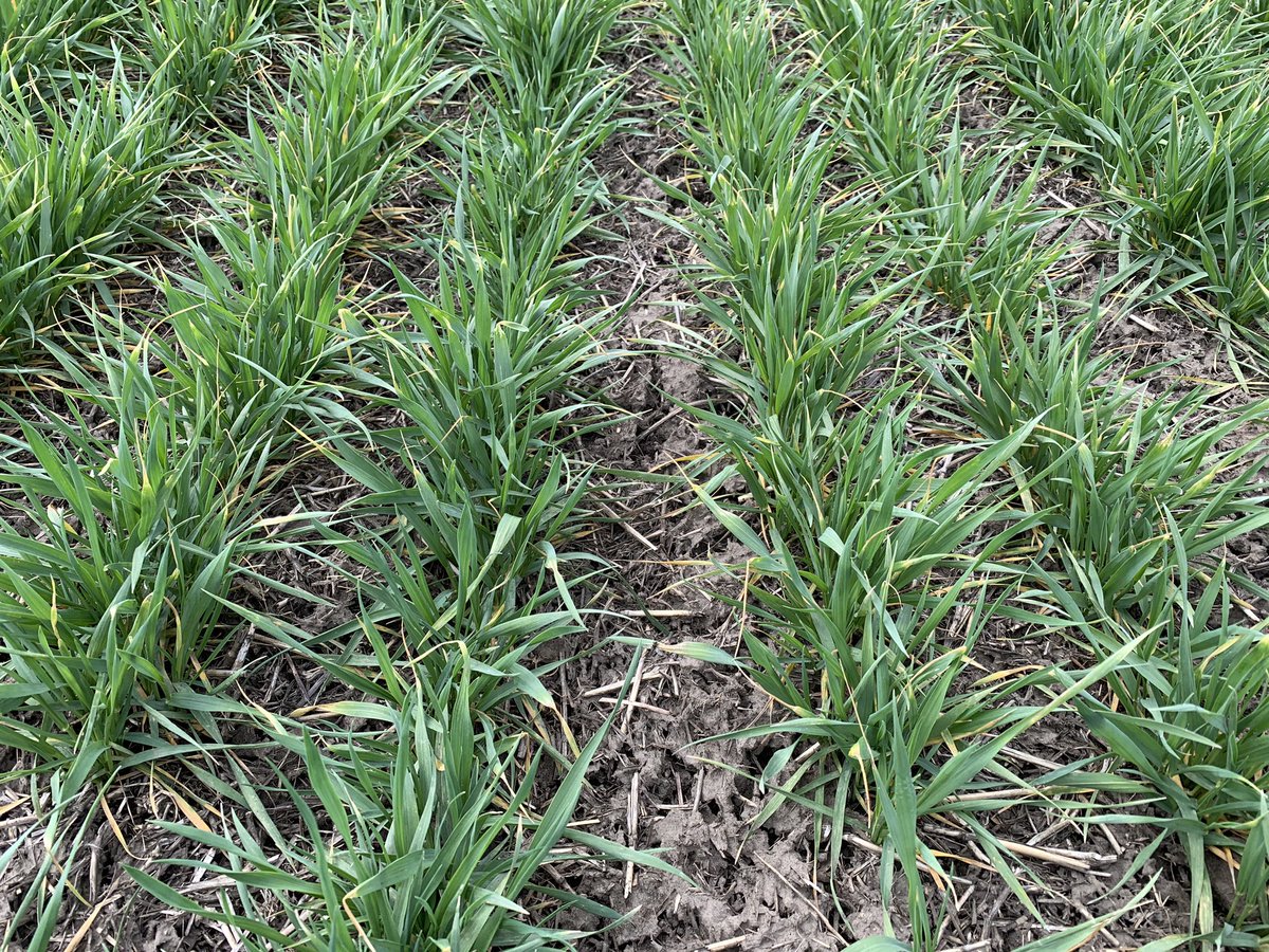 MattKRenfrow's tweet photo. Untreated vs Herbicide+Nexicor up close https://t.co/1HUtDLqSmj