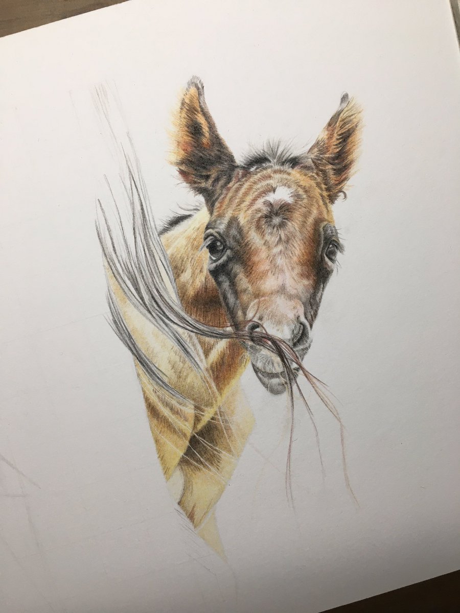 Making good progress on this little one today, he so cute!! #colourpencil #equineartist #fabercastell #polychromos #cansonpaper #babyhorses #foaldrawing