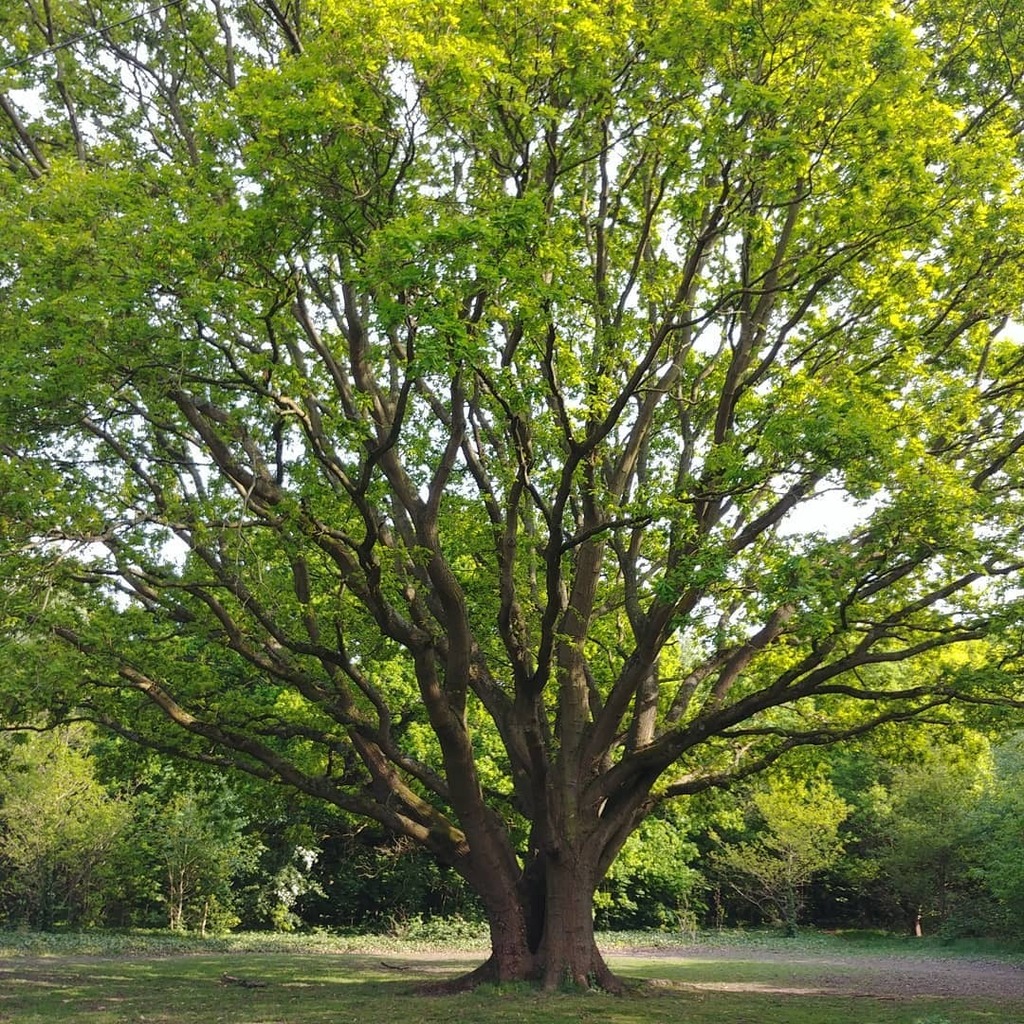 moley75's tweet image. Magnificent English oak near Osterley Park. #greattree instagr.am/p/B_fm5WsHIOq/