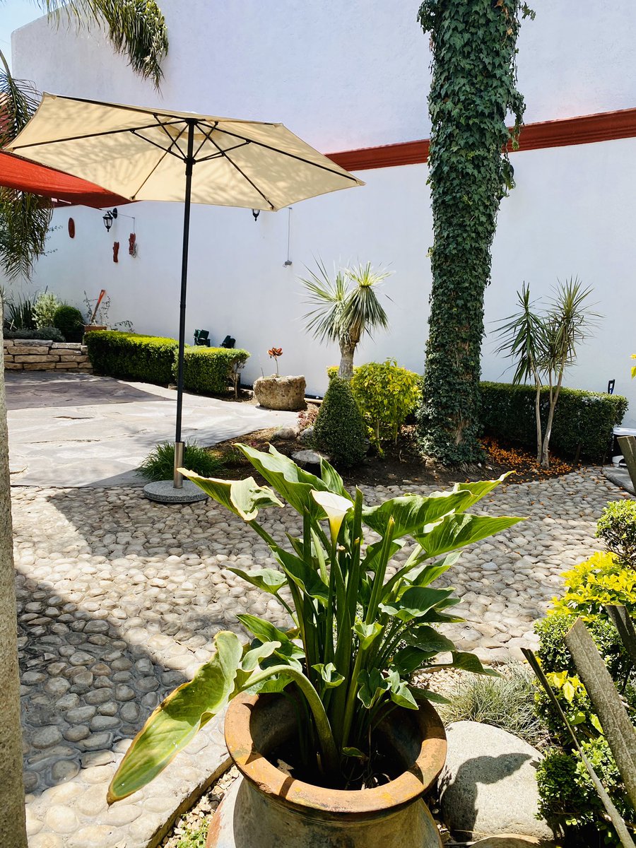 Glacue64's tweet photo. #Feliz y grandioso lunes #MuchachadaPoderosa
Disfruten esta nueva semana
Aquí ya se entrenó✔️
@EntreRunners
@logrartusmetas
@MeEncantaCorrer
@correVIVEsiente
@ComuniRunners
@LoveRunSmile
#QuedateEnCasa
@CorroAMiPaso
Y hoy tocó jardín✅
Saludos a todos!!! https://t.co/SssFUf83bV