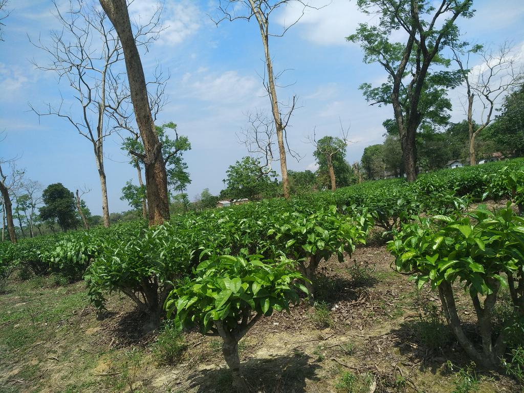 DRPRADIPBARUAH2's tweet image. Assam tea estates are coming back to normal condition gradually after the lockdown period...April crop is badly hit, May will be a very crucial month...
