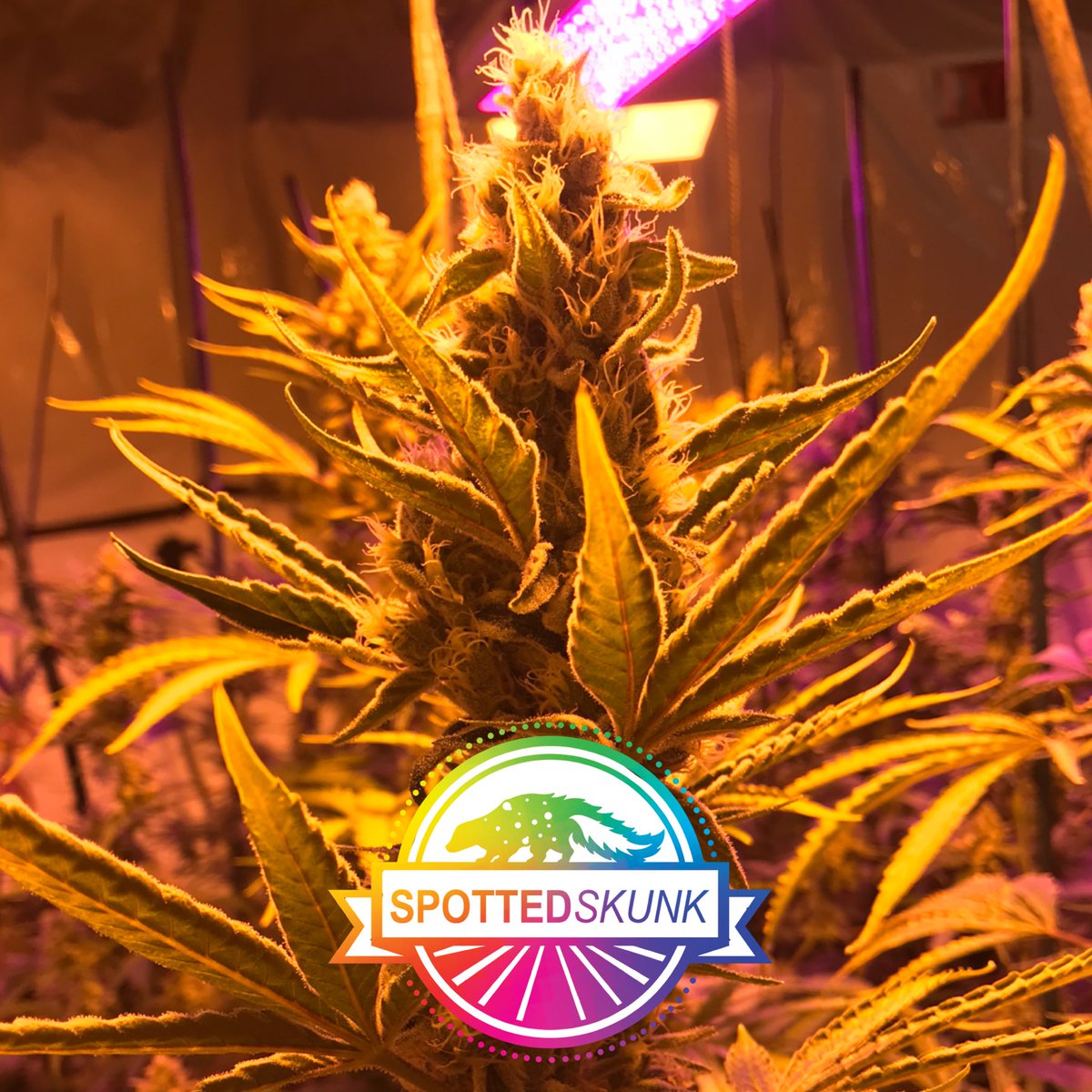 SpottedSkunkLLC's tweet photo. We love what we do and we love our Oklahoma Family 💚
#truemeds #cannabis #cannabiscommunity #oklahomacannabis #okiesmokey
#smokegood #okmmj #medicalcannabis #mmj #stonerfam https://t.co/18Dw1e4Ues