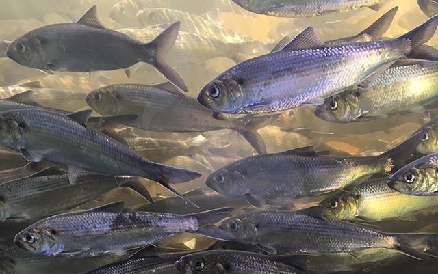 TNCmaine's tweet photo. The fish lift at the Milford Dam was started last week...& today reported its first passengers, including one alewife! We are hoping for another big year for #migratingfish on the Penobscot #River. Learn more about how fish returned to these vital waters! https://t.co/YYrDdI2wLi https://t.co/nzhs45m3bP