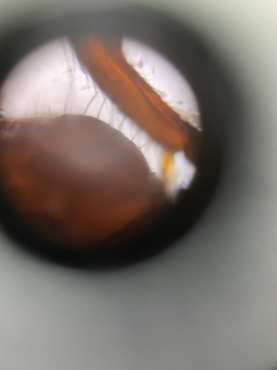 inyourwindow212's tweet photo. More close ups of the ant 🐜! I am just mesmerized of how amazing @TeamFoldscope works! I am so excited to see what the kiddos will find with today’s activity! Insect’s anatomy ! @PICKeducation #montessori #science #PICKedu https://t.co/wElyt8xauB