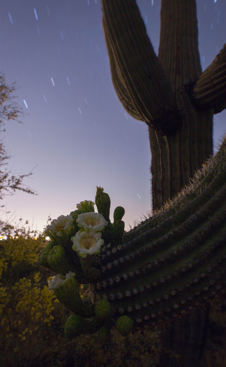 The desert comes alive after dark 

#arizona #publiclands #southwest #earthcapture #startrails #canon #longexposure #nightphotography #longexposurephotography #Flowers #saguarocactus #FindYourPark @TontoForest @azhighways @CanonUSAimaging  @AZStateParks @phoenixnewtimes