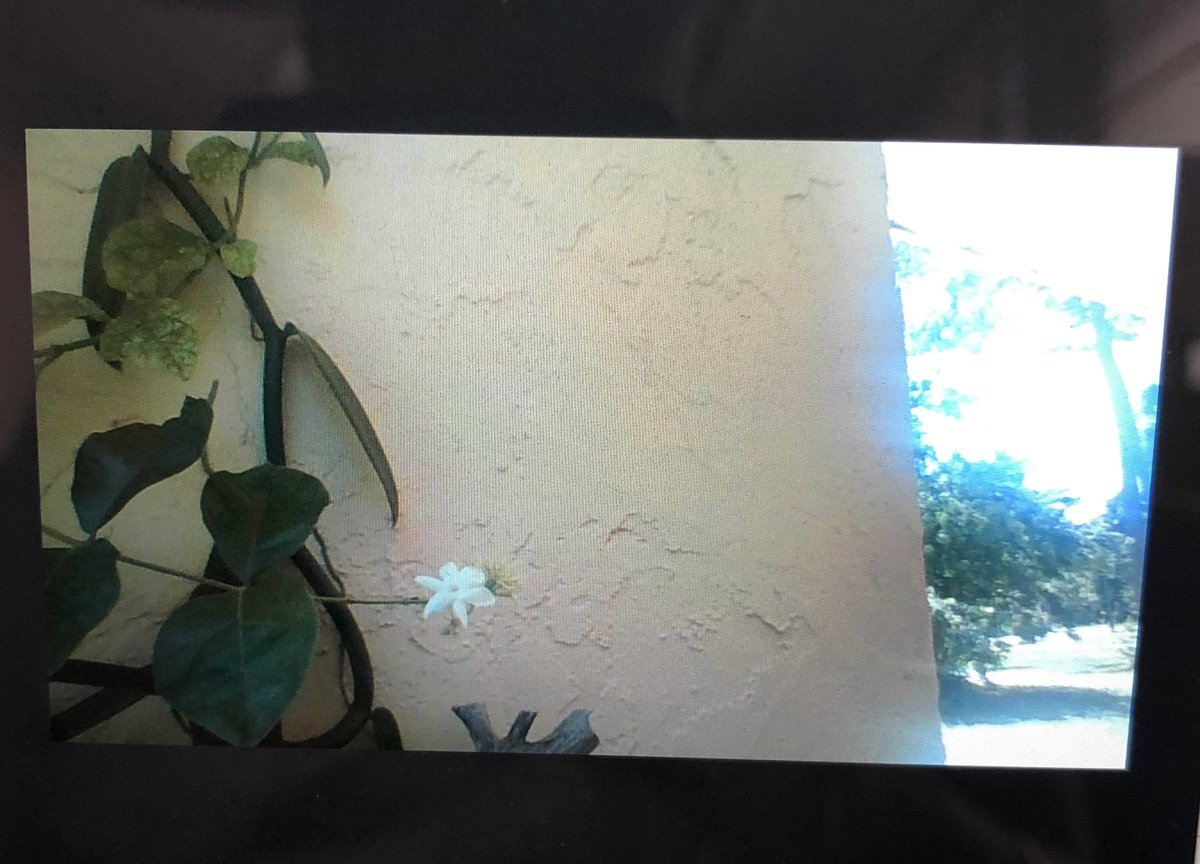 Share the Magic-This morning marked our first Share the Magic Monday, in which I asked students to keep their eyes peeled for a magical moment around them and share it with the class. One student shared this beautiful flower.Pretty! #findthemagic <a href="/VineyardsVipers/">Vineyards Elementary</a> <a href="/collierschools/">Collier County Public Schools</a>