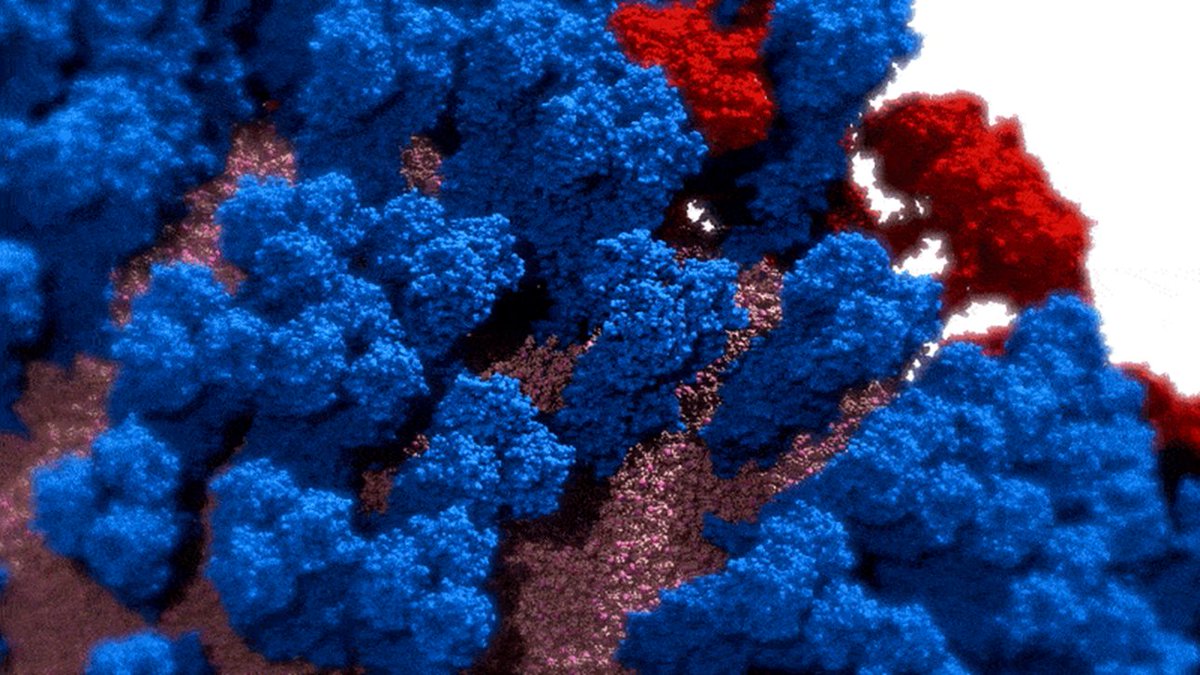 Researchers have simulated the  #coronavirus atom-by-atom to find its weaknesses. The plan is to complete an all-atom model of the virus’s exterior envelope. You can learn more about this amazing study here:  https://pubs.acs.org/doi/10.1021/acscentsci.9b01071