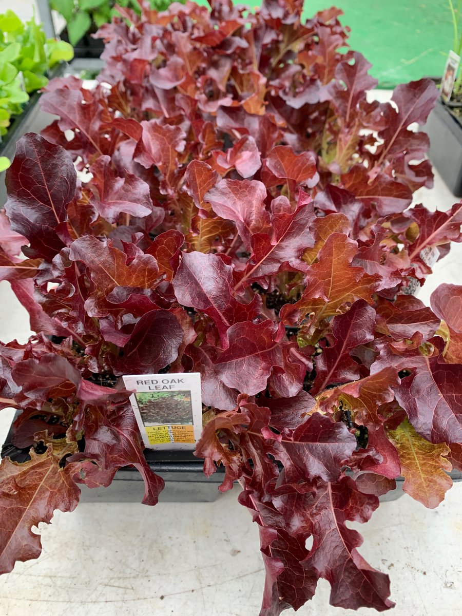 Do you have a green thumb? Is this beautiful weather calling you to get outside? If so check out Maple Greenhouses Ready-to-Plant Vegetable plants! They have a wide variety of veggie plants ready for your garden! 
facebook.com/maplegreenhous…