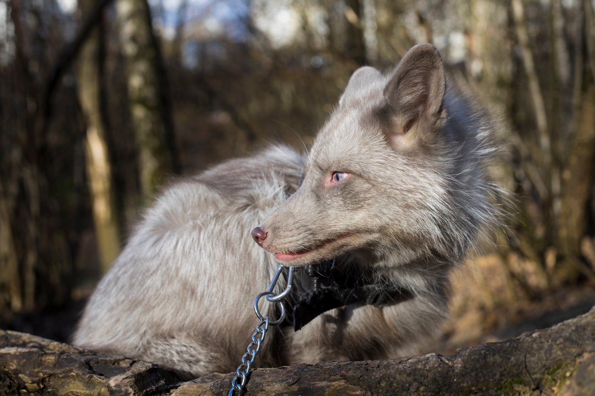 Deri_Fox's tweet photo. Photos from the filming of the new series "Fox colors" 
This fox is screaming Marcel, he is a colicott
#Fox #Pet_Fox #Foxes #Colicott https://t.co/OVwKmk1lEJ