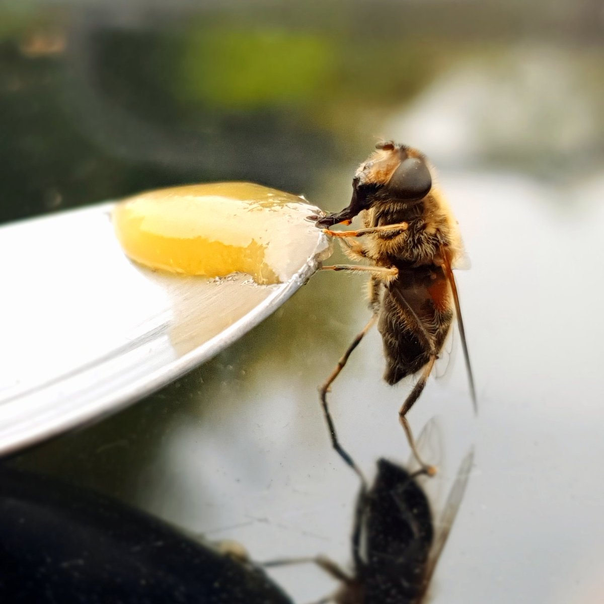 Found this little lady earlier. She was very lethargic, so gave her a pick me up 🐝 🍯 
#savethebees #bees #mondaymotivation  <a href="/bee_trust/">Bee Friendly Trust</a>