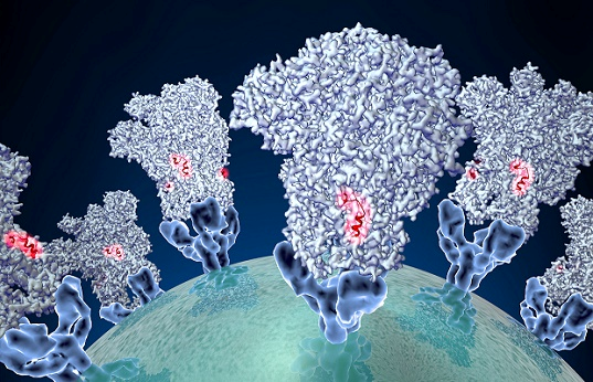 Using Cryo-electron microscopy, researchers have been able to magnify the microbe by more than 40,000 times, taking extreme close-ups to understand its structural details. You can have a look at the  #coronavirus here:  https://science.sciencemag.org/content/367/6483/1260