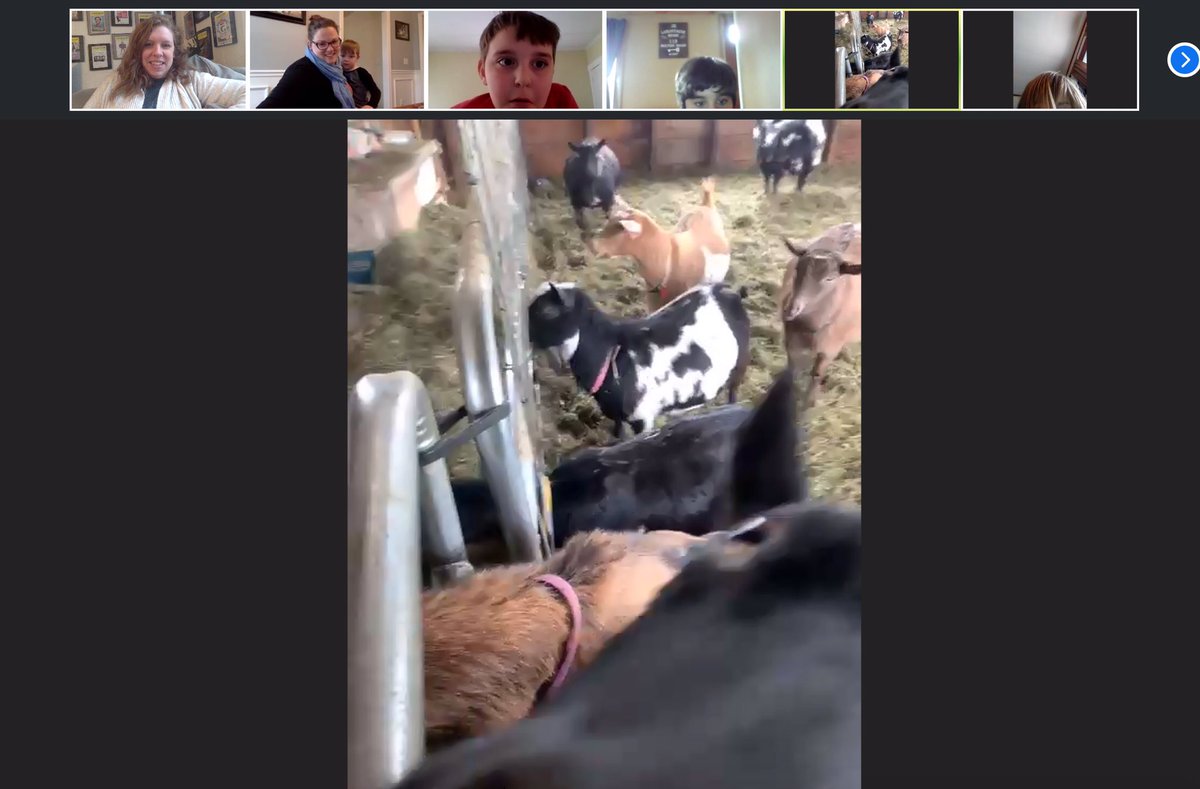 therealmiss2K's tweet photo. We had some special visitors to our afternoon zoom chat today! Thank you Larissa for giving us a tour of your farm and sharing your animals with us! @MsWalkama @NLS_Rochester @TinyHillFarm https://t.co/W8iVa4F8bx