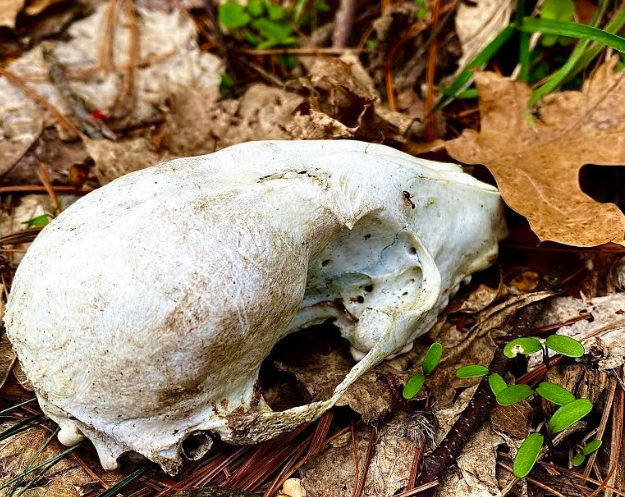 Quarantine or not, Springtime won't be stopped!
Here are a few cool things we've spotted outdoors lately... #ViewsFromVicksburg