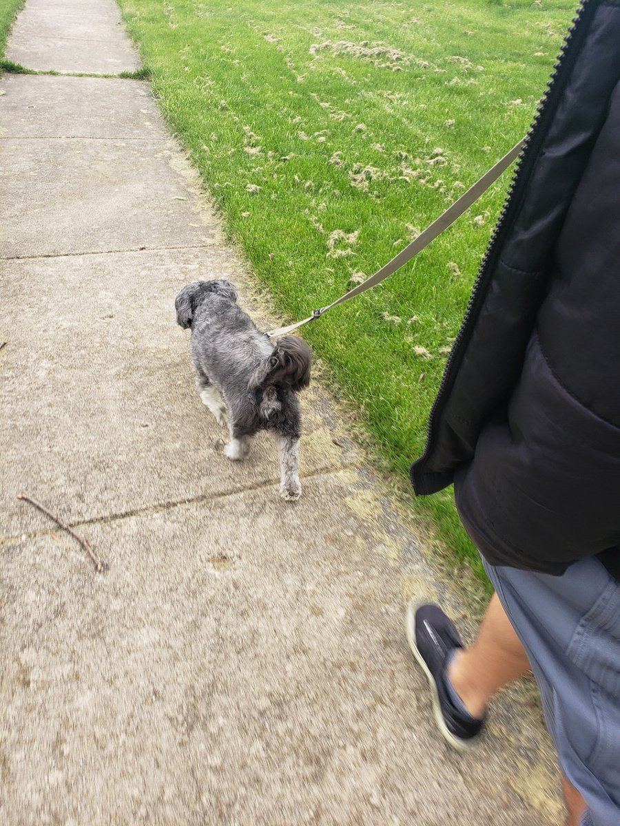 ikarabouthealth's tweet photo. Walks around town with my boyfriend and the pupper🤗  #wiustayathomechallenge https://t.co/JmWfKgLvHJ