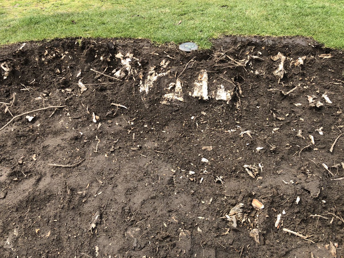 I’m thinking this tree should have come out before the installation of the Irrigation head 🌳 🪓