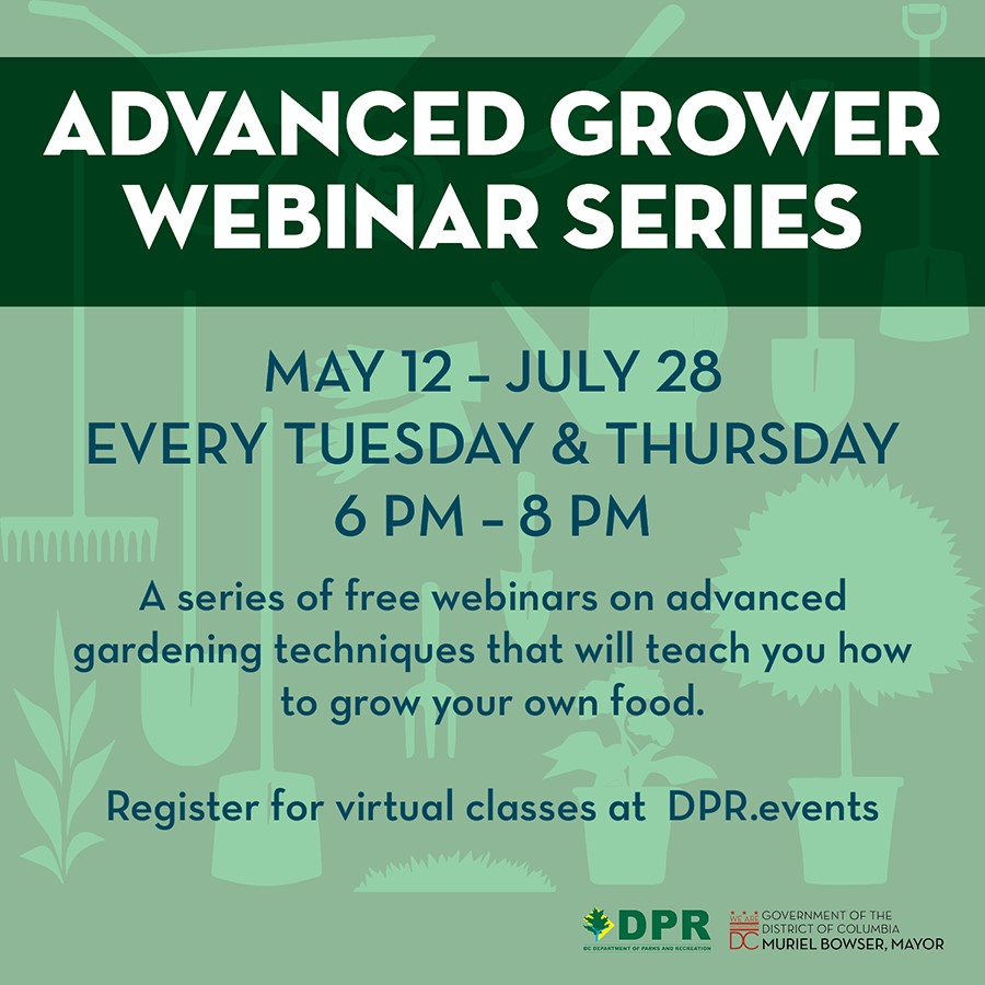 DCDPR's tweet photo. For the Greener Thumbs - https://t.co/Lu5XEt2Dld - Over 20 unique webinars from learning to raise chickens, installing drip irrigation, foraging for mushrooms, gardening w/ kids, creating your own organic beauty products+ so much more! #LevelUp #BeGreenDC Social Distancing w/ DPR https://t.co/8sTrmC3CK6