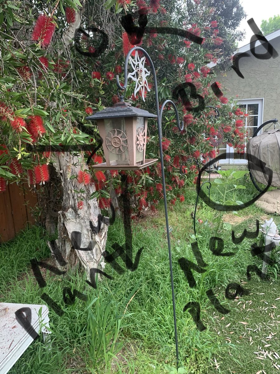 sbsdCCSTREAM's tweet photo. #CAngss happening in my own backyard. K-animals changing environment 1st-patterns in the sky 2nd-pollinators 3rd-lifecycles. Enjoying finding local #phenomena to inspire virtual lessons #sbsdedu #sbsdstream #ccsbsd #ccstream https://t.co/FcvMtvRGKw