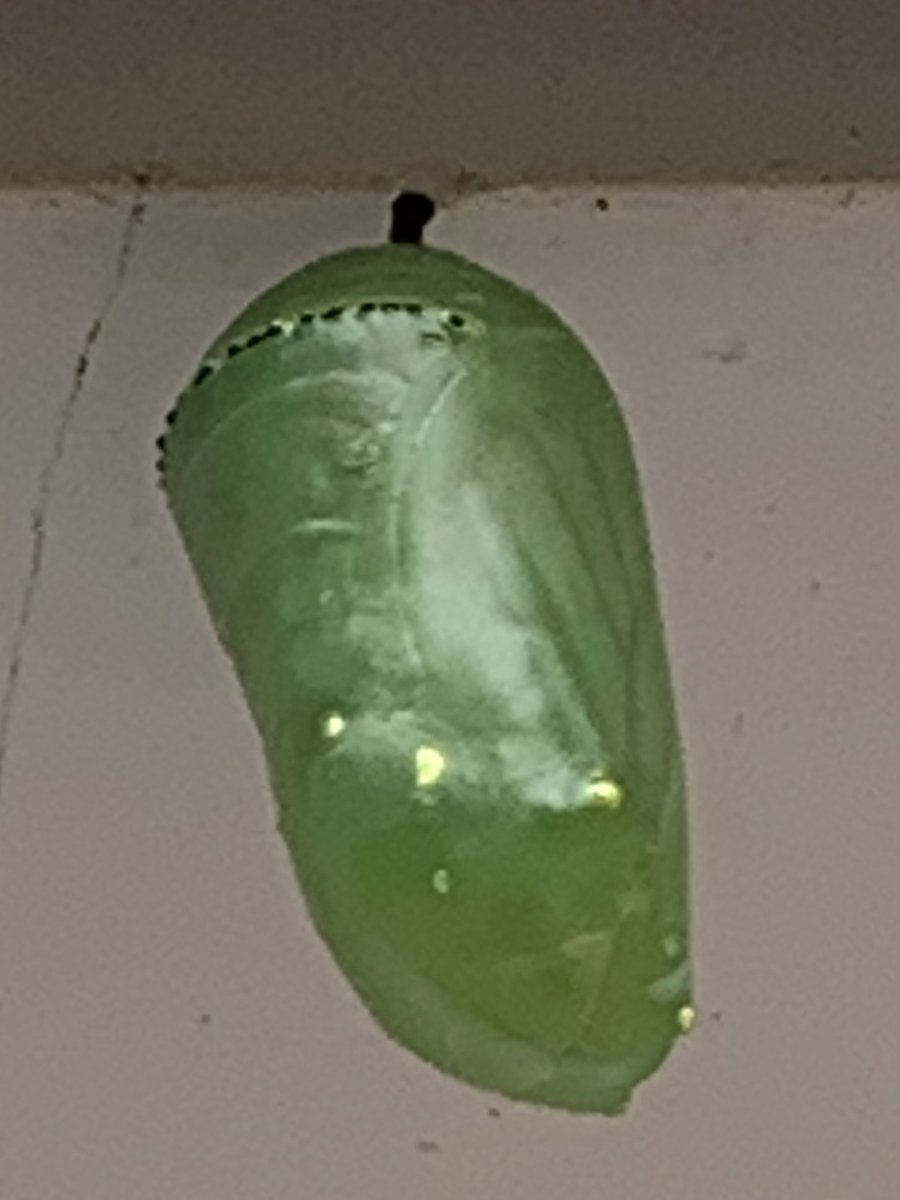 sbsdCCSTREAM's tweet photo. #CAngss happening in my own backyard. K-animals changing environment 1st-patterns in the sky 2nd-pollinators 3rd-lifecycles. Enjoying finding local #phenomena to inspire virtual lessons #sbsdedu #sbsdstream #ccsbsd #ccstream https://t.co/FcvMtvRGKw