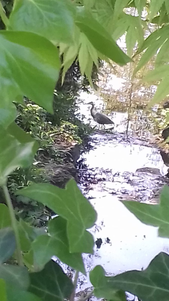 WaterlowPark's tweet image. Our #heron is back. So there must be something in that #pond of interest. #safedistancing in #lovewaterlowpark