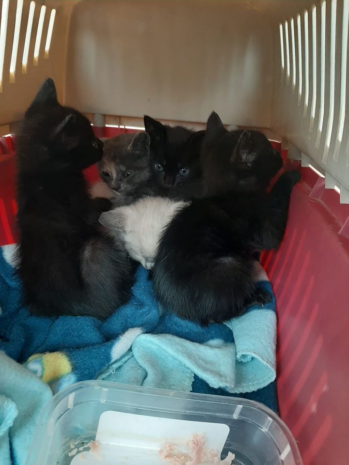LaAnimales's tweet photo. Nos han dado un nuevo aviso de una camada y la tenemos con nosotros. Son estos peques de un mes que necesitan acogidas y adopción urgente. Son cuatro machos y una hembra. El contacto para adoptar estas preciosidades es 687 564 391. https://t.co/d7uSUykKv3