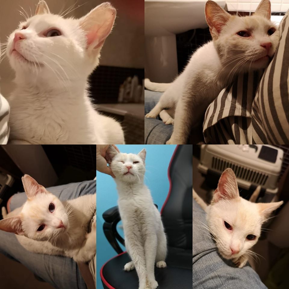 LaAnimales's tweet photo. Esta gatita blanca preciosa . Se llama nala tiene un año . Vivía en la calle .Estan cariñosa que nos fue imposible dejarla a su suerte . Ya está castrada y es negativa a enfermedades .  Se busca adopción para ella en Sevilla . Número de contacto 655684456 Mari. https://t.co/FNoo87rDkk