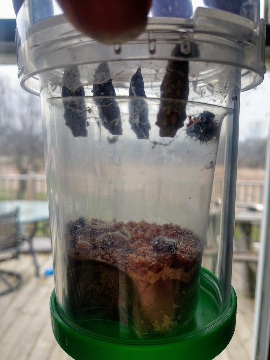 KimGabrielson's tweet photo. Avin is watching the life cycle of Spotted Lady Butterflies! #NCEScience @NorthCreekElem https://t.co/AxxVEBmLko