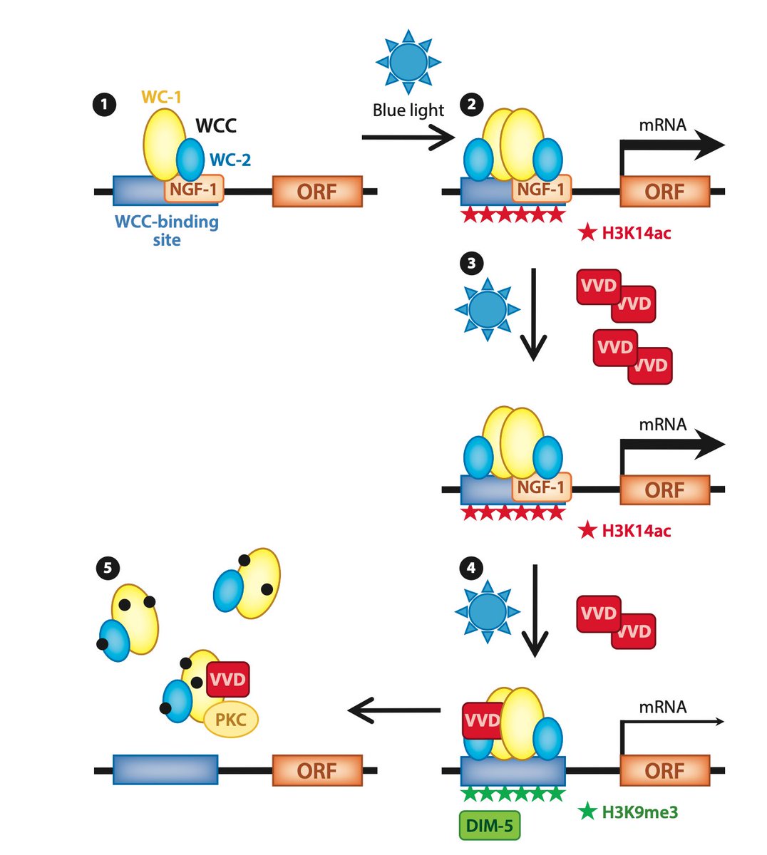 Heitman lab at Duke (@dukeheitman) on Twitter photo Illuminating review on fungal light sensing by an international leader in the field, Luis Corrochano (<a href="/corrochanolab/">Luis Corrochano</a>), in Annual Review of Genetics (<a href="/AnnualReviews/">Annual Reviews</a>):
"Light in the Fungal World: From Photoreception to Gene Transcription and Beyond"
annualreviews.org/doi/abs/10.114… Illuminating review on fungal light sensing by an international leader in the field, Luis Corrochano (<a href="/corrochanolab/">Luis Corrochano</a>), in Annual Review of Genetics (<a href="/AnnualReviews/">Annual Reviews</a>):
"Light in the Fungal World: From Photoreception to Gene Transcription and Beyond"
annualreviews.org/doi/abs/10.114…