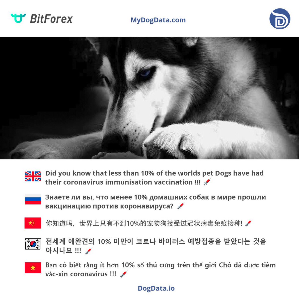 nft_shibnft's tweet photo. Have you checked your Dogs 🐾vaccinations❓
‼️Less than 10% of the worlds Dogs 🐾
Have had the Coronavirus vaccination 💉 🐾 ‼️‼️
Take care of yourself and Your Dogs 🐾
Vaccinate 💉 &amp; Record on DogData blockchain⛓ 
https://t.co/FLUzgqu2e1
Stay Safe 🦠 🐾 🙏 
 #covid19 #wfhquest https://t.co/6KgaCeYCoT