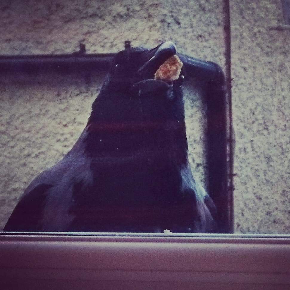 naturetable's tweet photo. It's International Crow and Raven Appreciation Day. You know that already, of course. Please enjoy this portrait of Eugene, my daily office visitor when I worked for @PietaHouse He frightened students when I let them use my office, but he was a pure sweetheart. #ProCrow https://t.co/TbGBd28z2J