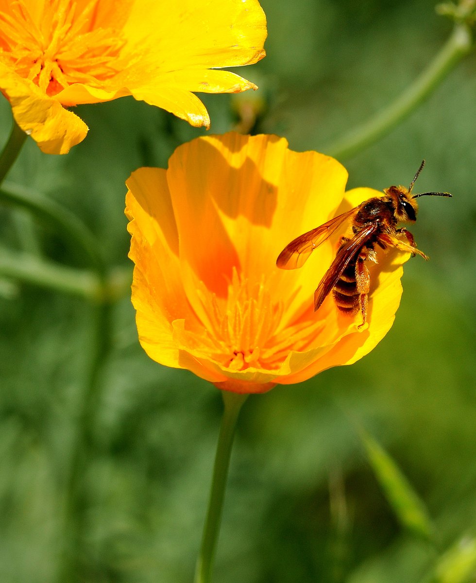 PollinatorPW's tweet image. Would you be interested in a virtual presentation on how to create a good pollinator habitat in Oregon? About an hour through Zoom. If there was enough interest I'd be happy to provide that to the public! It would be on a weekend or evening.
Make a comment below if you'd go.